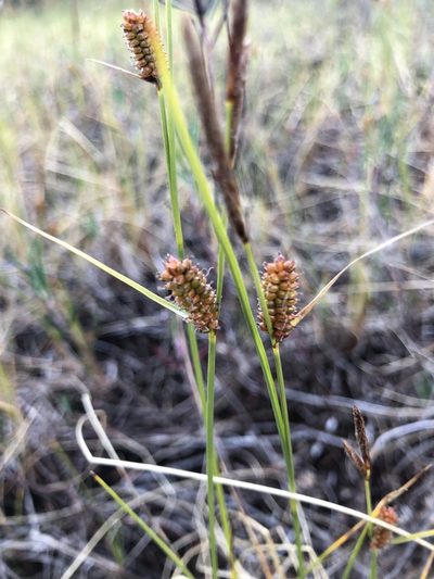 Carex rotundata, photographed by Valerii Glazunov