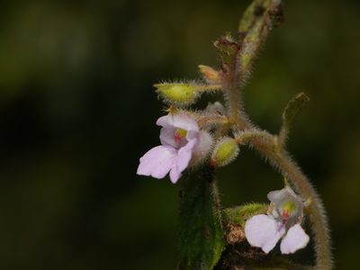Impatiens scabriuscula, photographed by Dinesh Valke