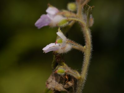 Impatiens scabriuscula, photographed by Dinesh Valke