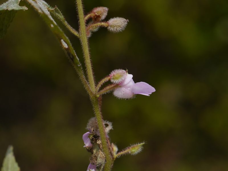 Impatiens scabriuscula, photographed by Dinesh Valke