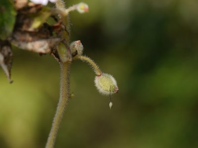 Impatiens scabriuscula, photographed by Dinesh Valke