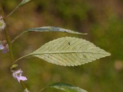 Impatiens scabriuscula, photographed by Dinesh Valke