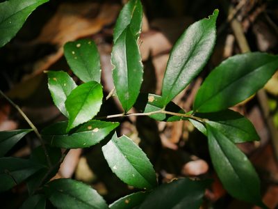 Symplocos sumuntia, photographed by Jacy Chen