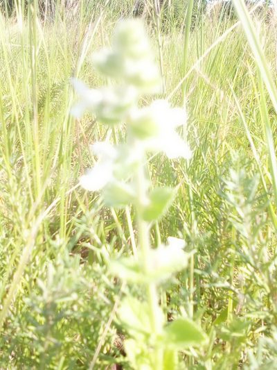 Stachys natalensis, photographed by lindo tshapa