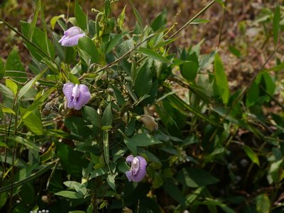 Centrosema molle, photographed by Dinesh Valke
