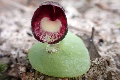 Corybas incurvus, photographed by Peter Crowcroft
