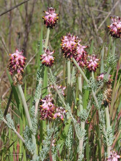 Platycapnos spicatus, photographed by José Luis Camaño