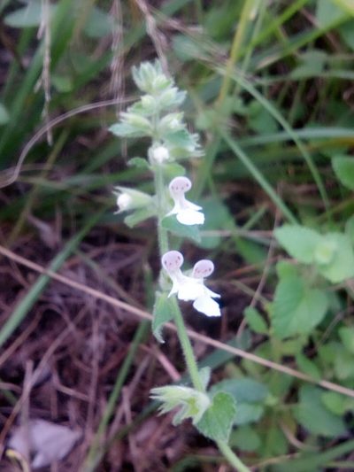 Stachys natalensis, photographed by lindo tshapa