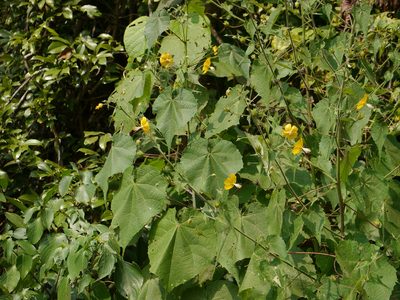 Abutilon persicum, photographed by Dinesh Valke