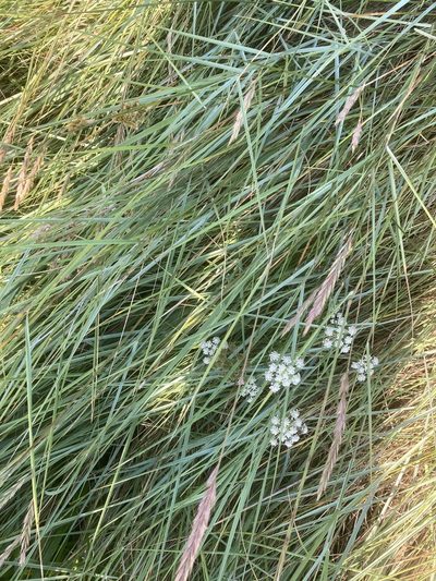 Oenanthe lachenalii, photographed by Andre Hosper