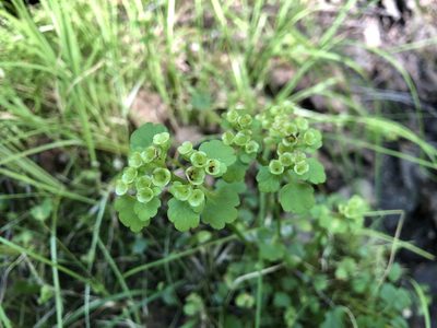 Chrysosplenium tetrandrum, photographed by Jason Grant