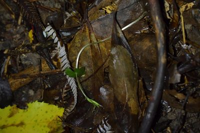 Acianthus sinclairii, photographed by Christopher Stephens
