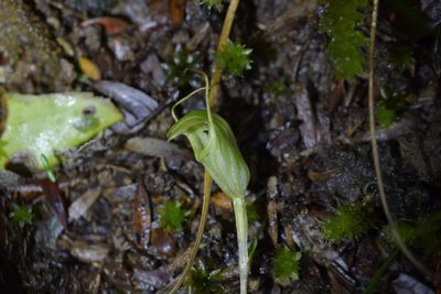 Pterostylis trullifolia, photographed by Christopher Stephens