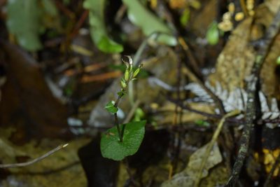 Acianthus sinclairii, photographed by Christopher Stephens