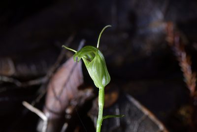 Pterostylis trullifolia, photographed by Christopher Stephens