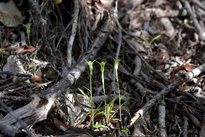 Pterostylis trullifolia, photographed by Christopher Stephens