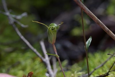 Pterostylis alobula, photographed by Christopher Stephens
