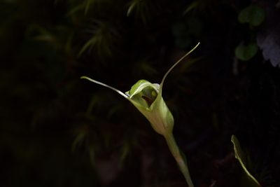 Pterostylis trullifolia, photographed by Christopher Stephens