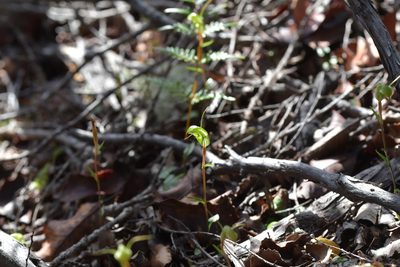 Pterostylis trullifolia, photographed by Christopher Stephens