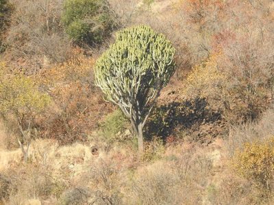 Euphorbia ingens, photographed by Matthew Fainman