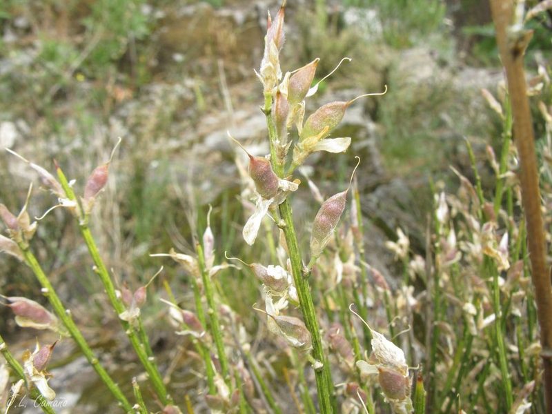 Genista hystrix, photographed by José Luis Camaño
