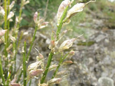 Genista hystrix, photographed by José Luis Camaño
