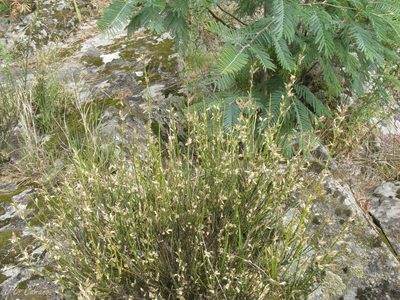 Genista hystrix, photographed by José Luis Camaño