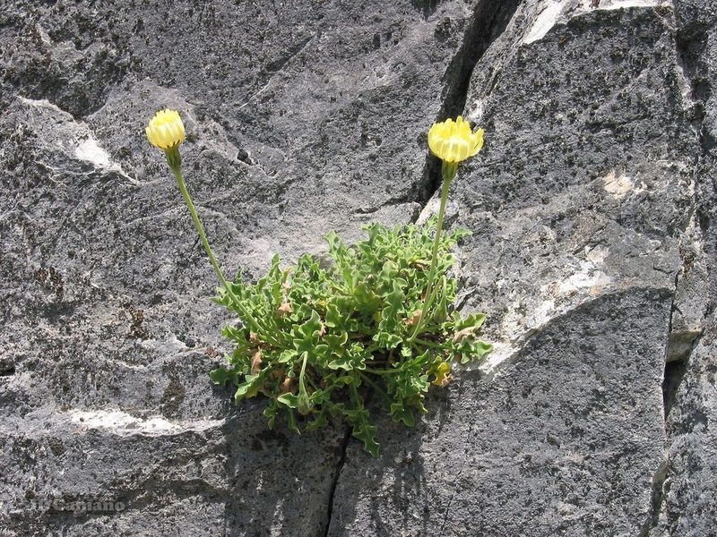 Leontodon farinosus, photographed by José Luis Camaño