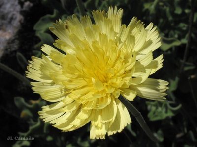 Leontodon farinosus, photographed by José Luis Camaño