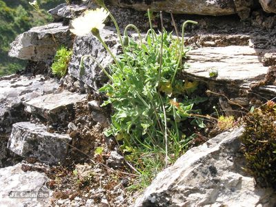 Leontodon farinosus, photographed by José Luis Camaño