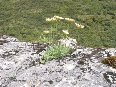 Leontodon farinosus, photographed by José Luis Camaño