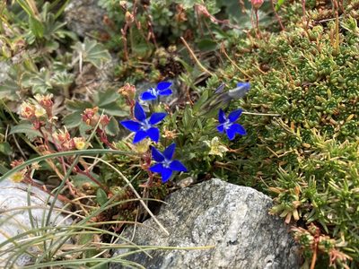 Gentiana nivalis, photographed by Marc Riera