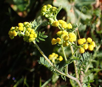 Hippia frutescens, photographed by Nicola van Berkel