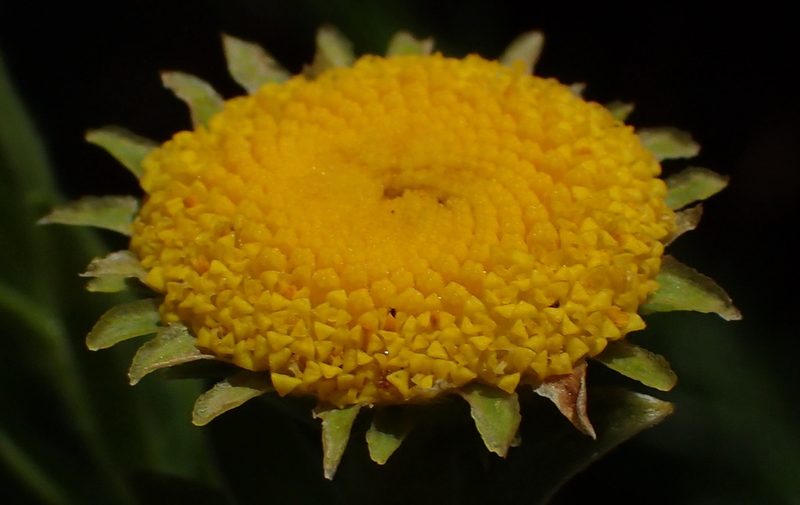 Schistostephium umbellatum, photographed by Nicola van Berkel