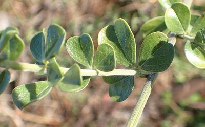 Psoralea stachyera, photographed by Nicola van Berkel
