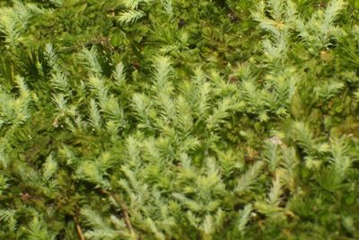 Philonotis scabrifolia, photographed by Em Lamond