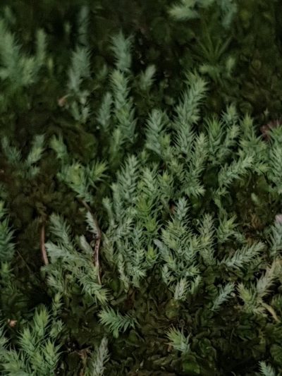 Philonotis scabrifolia, photographed by Em Lamond