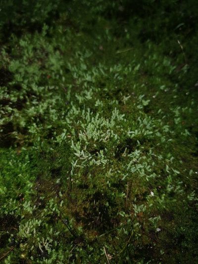 Philonotis scabrifolia, photographed by Em Lamond