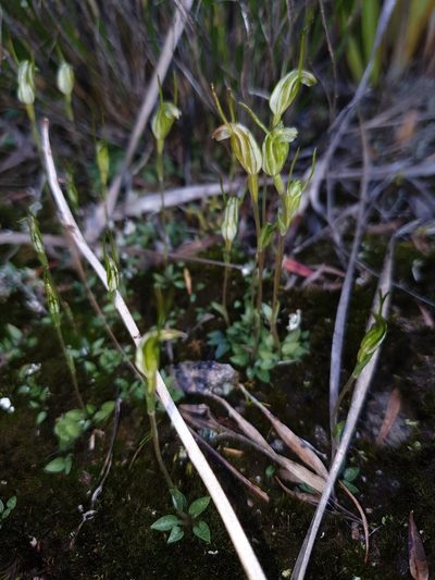 Pterostylis timothyi, photographed by Em Lamond