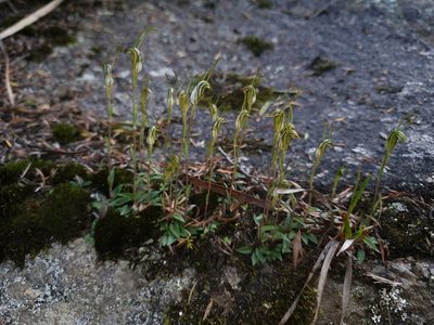 Pterostylis timothyi, photographed by Em Lamond