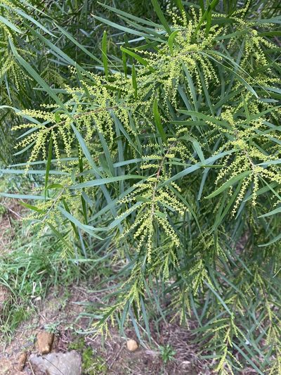 Acacia floribunda, photographed by krumpianking