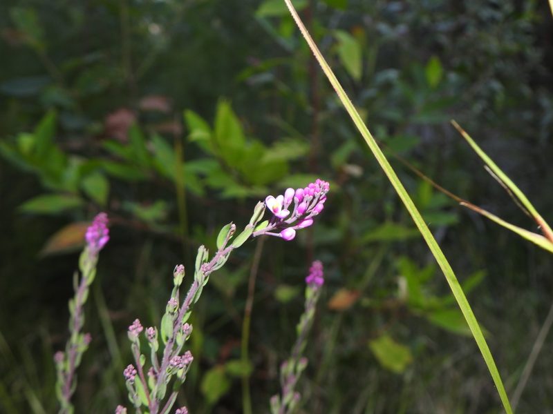 Comesperma hispidulum, photographed by Greg Tasney