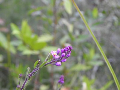 Comesperma hispidulum, photographed by Greg Tasney