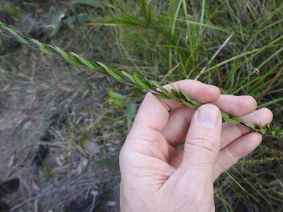 Comesperma hispidulum, photographed by Greg Tasney
