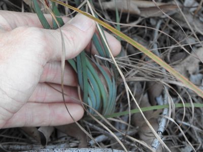 Patersonia sericea, photographed by Greg Tasney