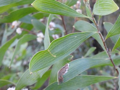 Hakea benthamii, photographed by Greg Tasney