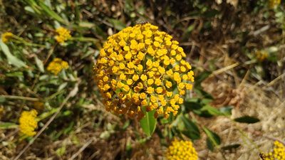Bupleurum fruticosum, photographed by Juan Miguel de Haro