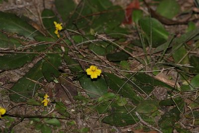 Goodenia mystrophylla, photographed by Greg Tasney