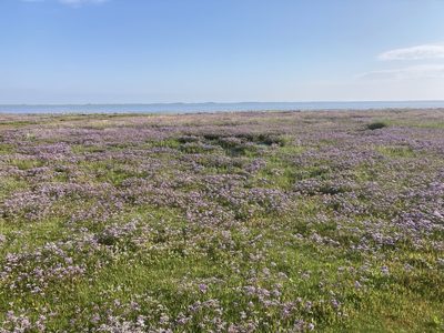 Limonium vulgare, photographed by Andre Hosper