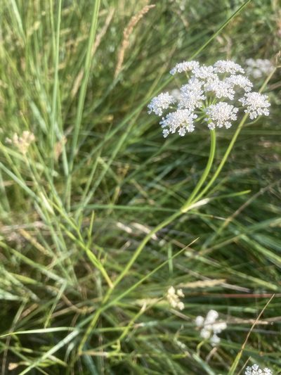 Oenanthe lachenalii, photographed by Andre Hosper